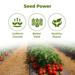 ईस्ट वेस्ट एफ1 संकर रानी टमाटर के बीज, निश्चित और अर्ध-फैलने वाली पौध, सपाट चौकोर गोल, दृढ़ फल। 3