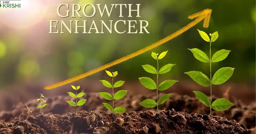 GreeNgrowth Plants Growth Promoters And Nutrients Enhancer for All Types of Plants - Image 4