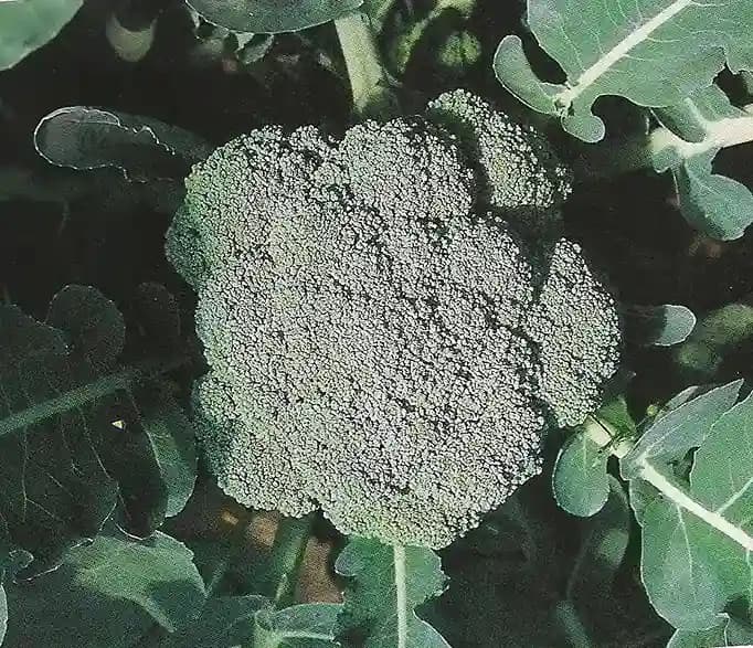 Urja F1 Hybrid Festival Broccoli Seeds, Early Green with Fine Beads, Best Variety - Image 1