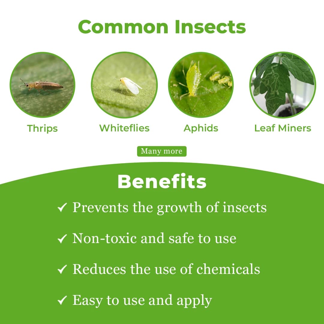नीमज़ - नीम का तेल प्राकृतिक रूप से पानी में घुलनशील, थ्रिप्स, सफ़ेद मक्खियों, माहूँ, लीफ़ माइनर्स, बग्स के विरुद्ध, कीटों की वृद्धि को कम करता है - Image 3