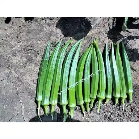Iris Hybrid Vegetable Seeds F1 Hybrid Okra (Bhindi) Shivani, Attractive Green Color, Good Tolerance - Image 5