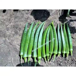 Iris Hybrid Vegetable Seeds F1 Hybrid Okra (Bhindi) Shivani, Attractive Green Color, Good Tolerance 5