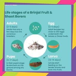 SK Agrotech Leucinodes Orbonalis (Brinjal Fruit and Shoot Borer) Pheromone Trap With Lure - Effective Pest Management Solution 9