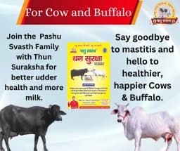 PASHU SVASTH THUN SURAKSHA, Animal Health Supplements, Natural Solution, Efficient Bovine Mastitis (Thanela) And Udder Health 2