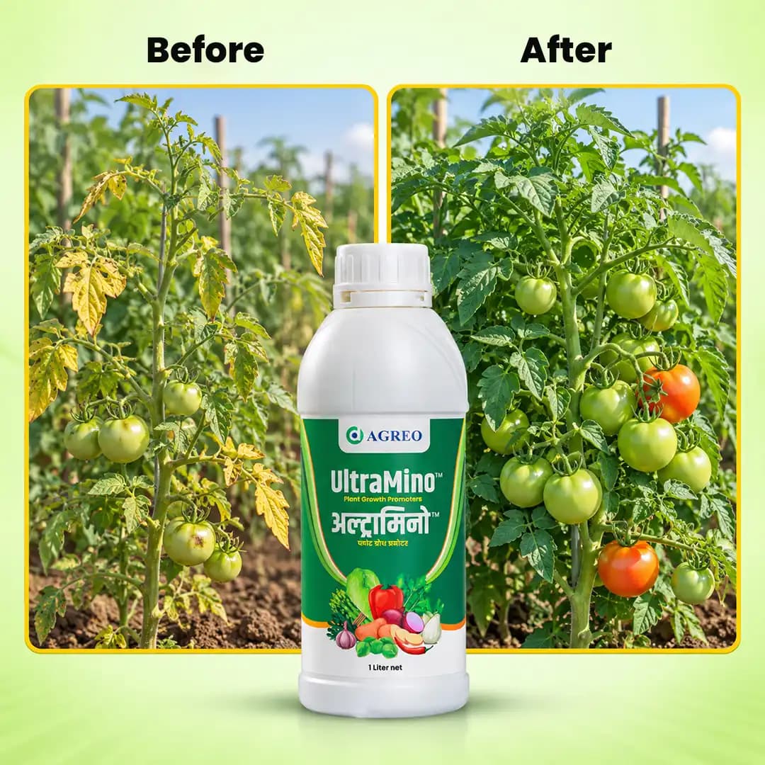 Agreo Ultramino (Seaweed Liquid-85%, Fulvic-1%, Amino Acid-4%, Satbilizer-10%) Plant Growth Promoter, Suitable For All Types Of Crops - Image 3