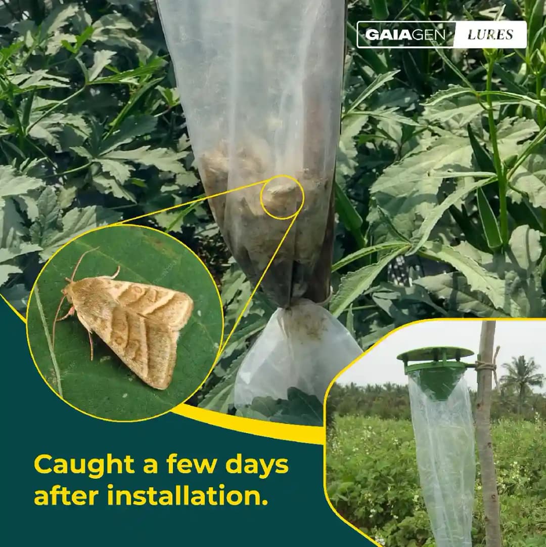 Gaiagen Pheromone Lure For American Bollworm (Helicoverpa Armigera) And Insect Funnel Traps, IMO Certified - Image 6