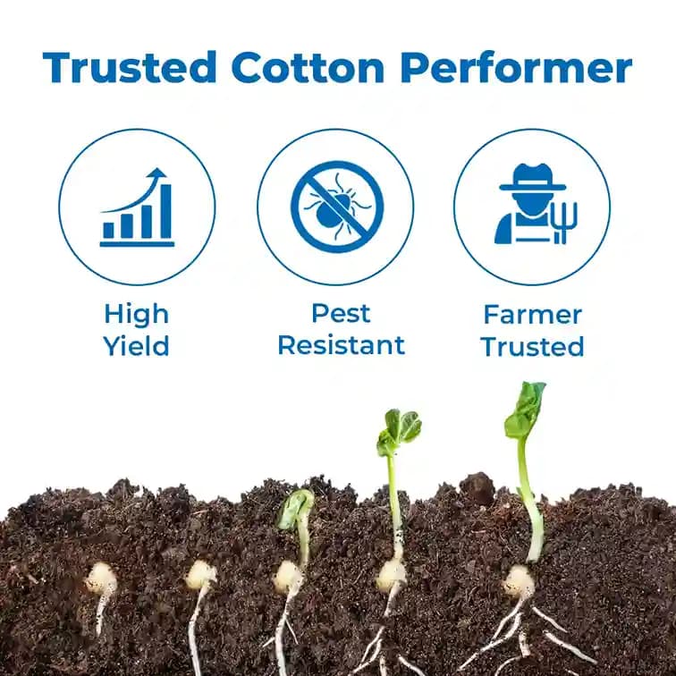 Goldi-333 BGll Hybrid Cotton Seeds (475 Gm) Bollgard ll Technology, Kapas Ke Beej - Image 3