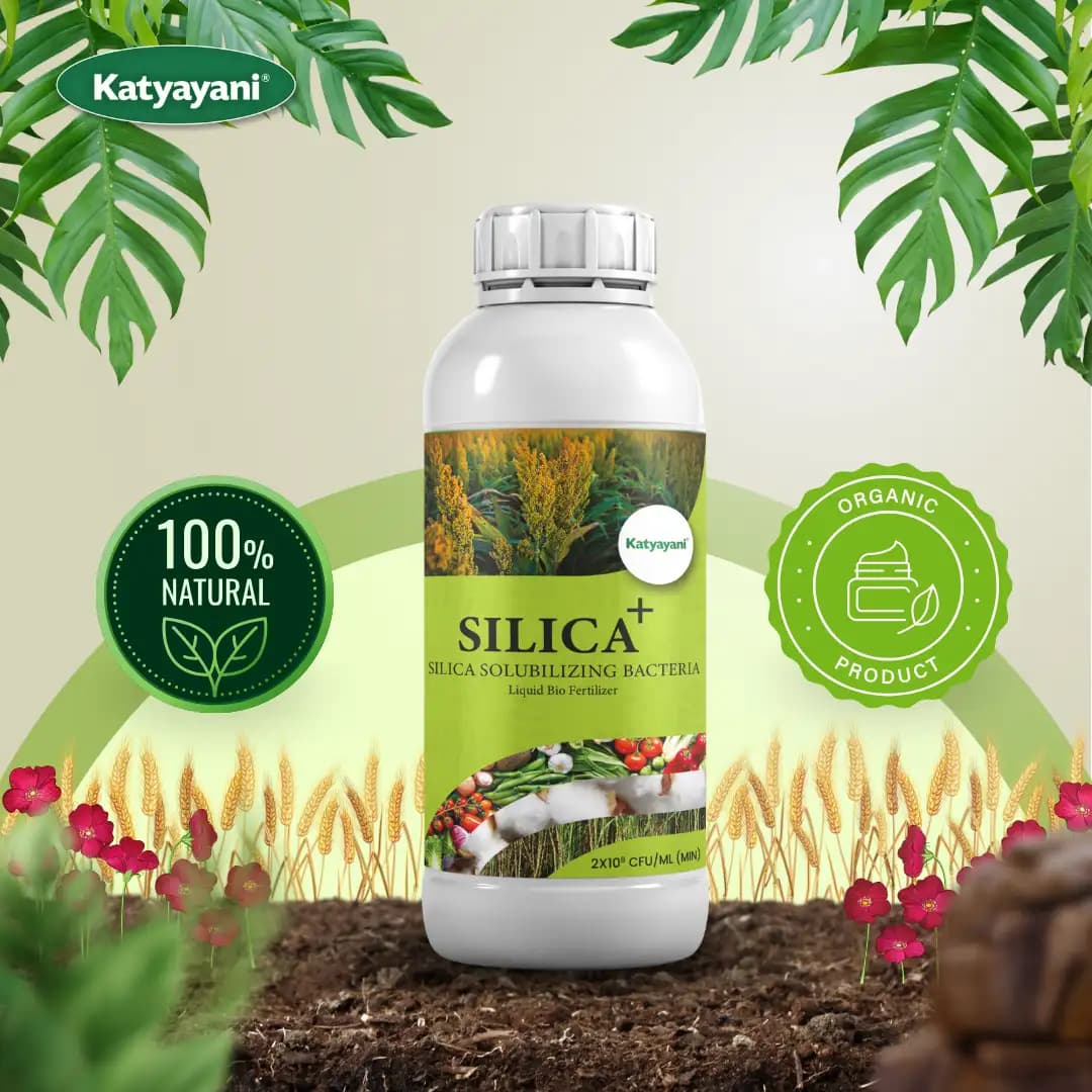 कात्यायनी बैक्सिल सिलिका घुलनशील जीवाणु जैव उर्वरक सिलिका की उपलब्धता बढ़ाने और पौधों की मजबूती और वृद्धि में सुधार के लिए - Image 2