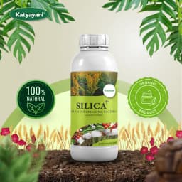 कात्यायनी बैक्सिल सिलिका घुलनशील जीवाणु जैव उर्वरक सिलिका की उपलब्धता बढ़ाने और पौधों की मजबूती और वृद्धि में सुधार के लिए 2