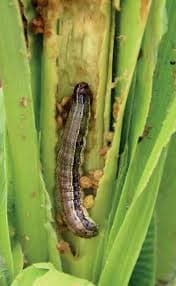 Funnel Trap With FAW (Fall Army Worm or Spodoptera frugiperda Pheromone Lure) for Maize, Rice, Sugarcane and Other Crops. 12