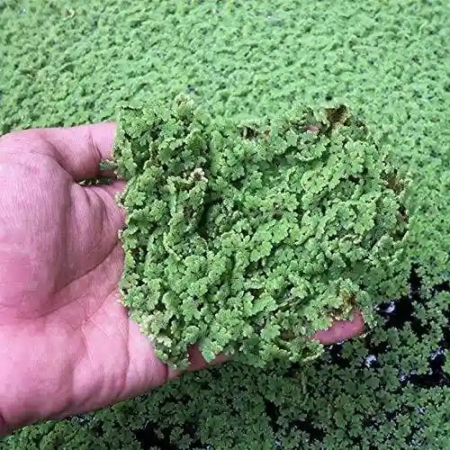 Real Trust HDPE Azolla Bed, ISO Certified, 100 % Virgin Fabric, Meter (3.6 m x 1.2 m x 0.3 m) Foot (12 FT x 4 FT x 1 FT)