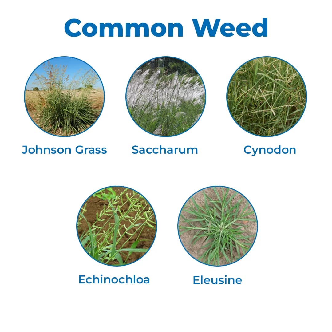 Quizaflo Quizalofop Ethyl 10% EC, Post Emergence Selective, Systemic Herbicide - Image 3