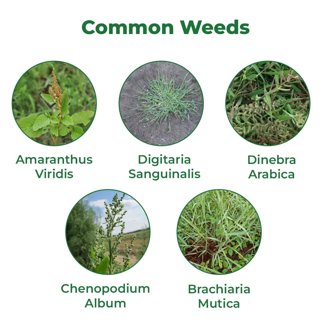 UPL Dost Super Pendimethalin 38.7% CS , Selective Pre Emergent Herbicide - Image 3