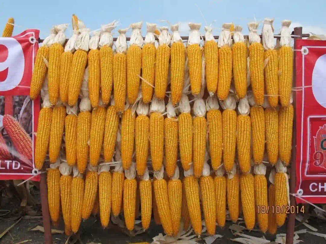 Maize Seeds 999 Hybrid - CP Seeds, Makka Ke Beej, High Yeilding, Deep Kernels, Best Quality Makka - Image 9