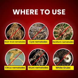 Katyayani Nema Cure Paecilomyces Lilacinus Bio Fungicide Liquid, Organic Solution For Controlling Nematodes In Vegetables, Fruits, and Other Crops 4