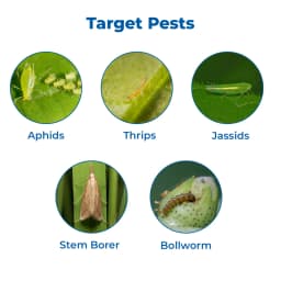 Ju JUPITER-505 Chlorpyriphos 50% + Cypermethrin 5% EC Insecticide, For Managing Broad Range Of Insects In Cotton And Paddy 3