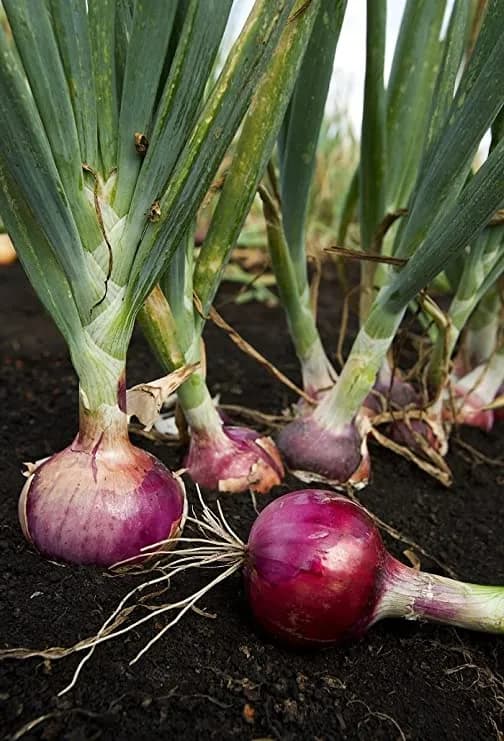 Gennext Pioneer F1 Hybrid Onion Seeds, Round to Oval Shape, Heirloom Variety - Image 4