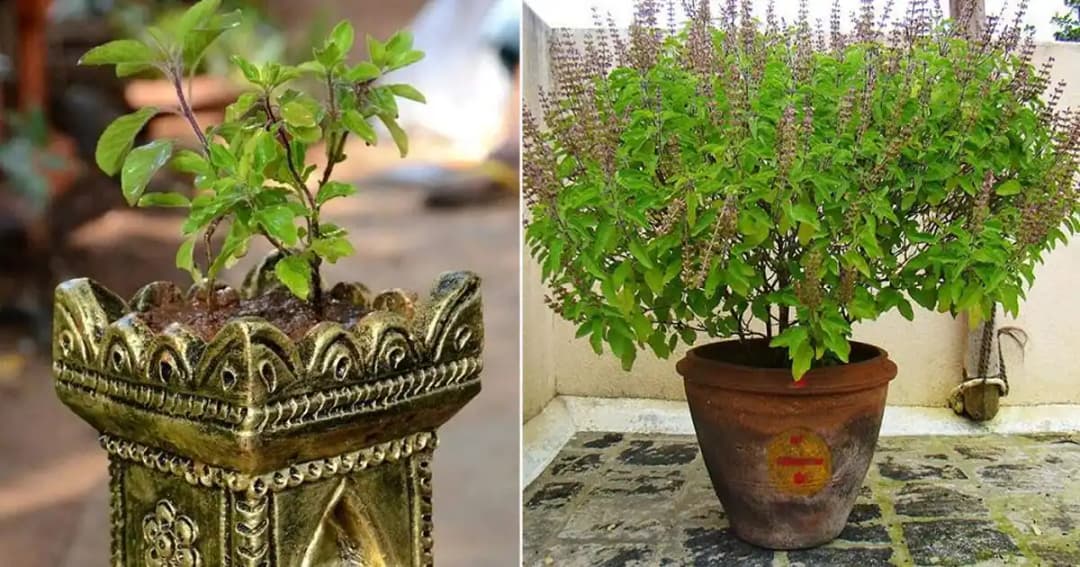 SRI SAI FORESTRY- Natural Tulsi Seed or Holy Basil Seeds, Indian Tulsi Plant Seeds, Flower Seeds - Image 7