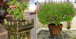 SRI SAI FORESTRY- Natural Tulsi Seed or Holy Basil Seeds, Indian Tulsi Plant Seeds, Flower Seeds 7