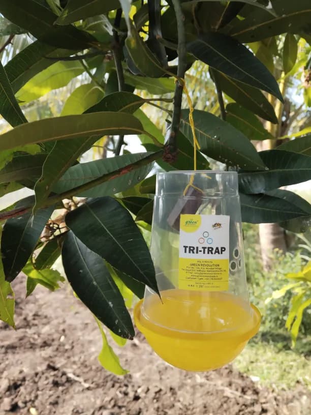 Green Revolution TRI Trap And Fruit Fly Lure (Bactrocera Correcta, Bactrocera Zonata, Bactrocera Dorsalisa), Economically Affordable, Easy To Install - Image 2
