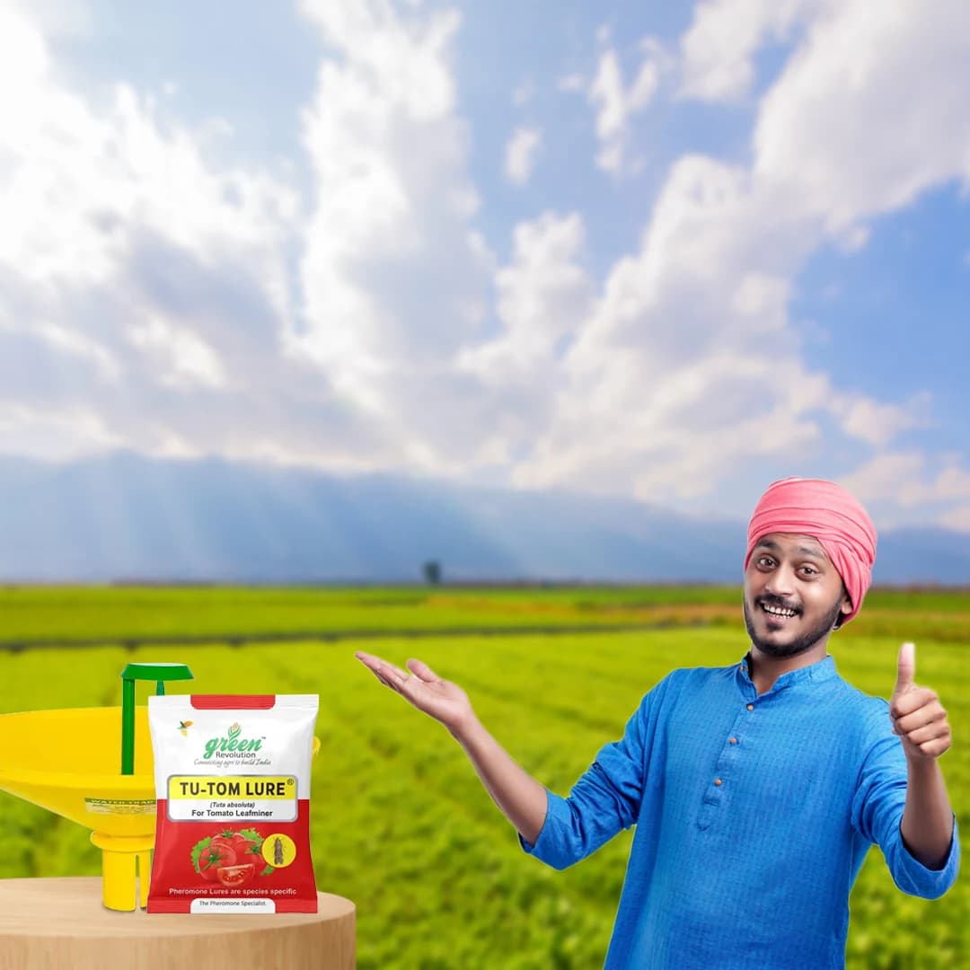 वाटर फेरोमोने ट्रैप, तू-टॉम फेरोमोन ल्यूर के साथ (टूटा एब्सोल्यूट, टोमैटो लेक्सिफमिनर) टमाटर, चेरी टमाटर और आलू के लिए उपयोगी। - Image 5