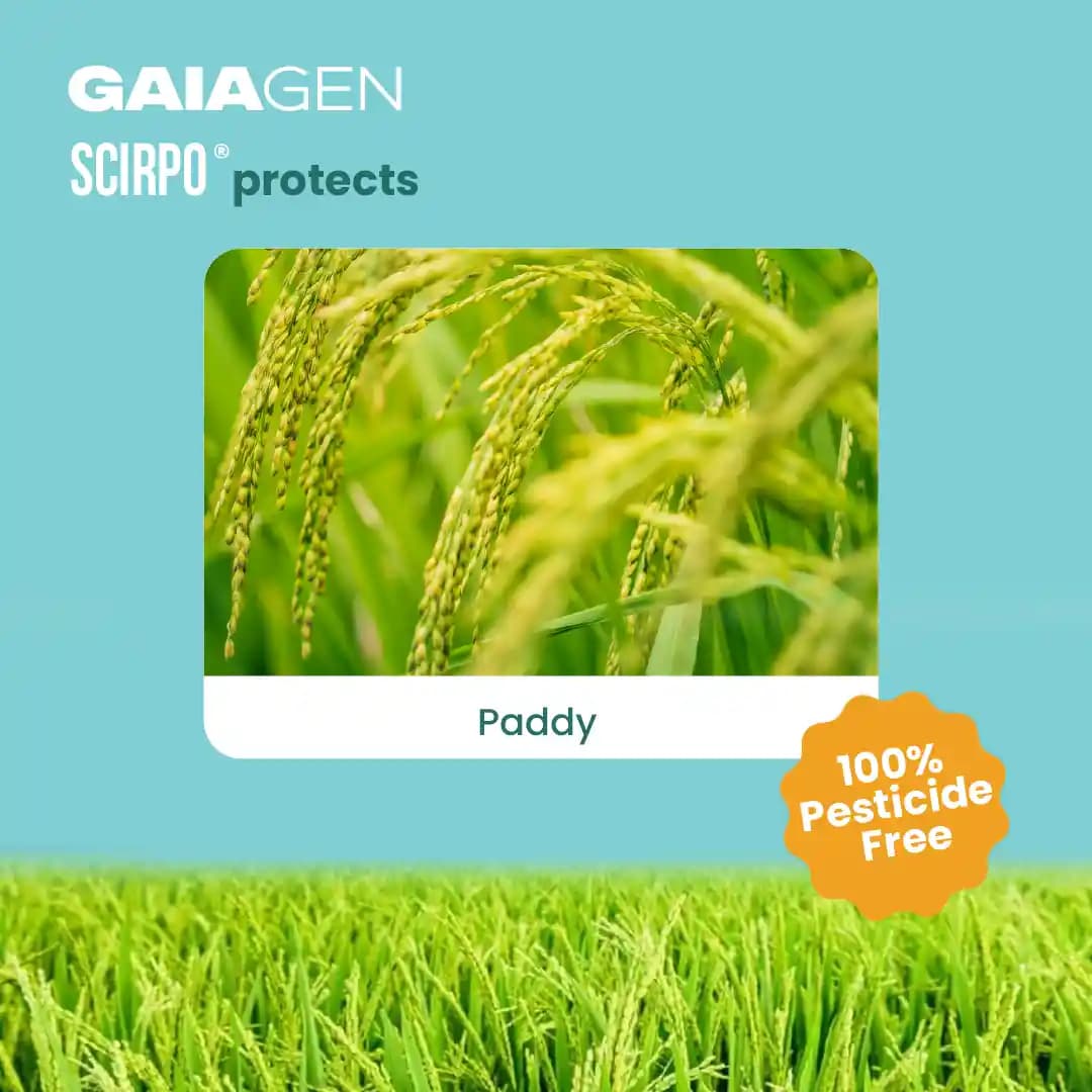 Gaiagen Scirpo Lure for Yellow Rice Stem Borer (Scirpophaga Incertulas) Pheromones Lure And Funnel Insect Traps - Image 2