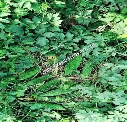 आईरिस हाइब्रिड सब्जियों के बीज, एफ1 हाइब्रिड करेला आईएचएस-132, चमकदार गहरा हरा रंग - Image 2