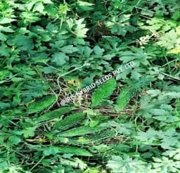 आईरिस हाइब्रिड सब्जियों के बीज, एफ1 हाइब्रिड करेला आईएचएस-132, चमकदार गहरा हरा रंग 2