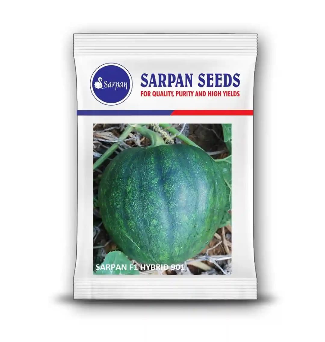 Sarpan F1 Pumpkin-901, Pumpkin Seeds, High Round Fruits, High yielding Variety - Image 2