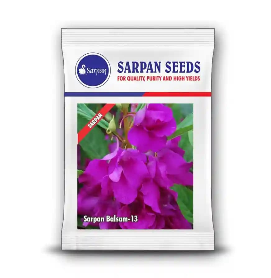 Sarpan Balsam-13, Dark Violet Double Flowers, Best For Terrace Gardening, Good for Bedding - Image 2