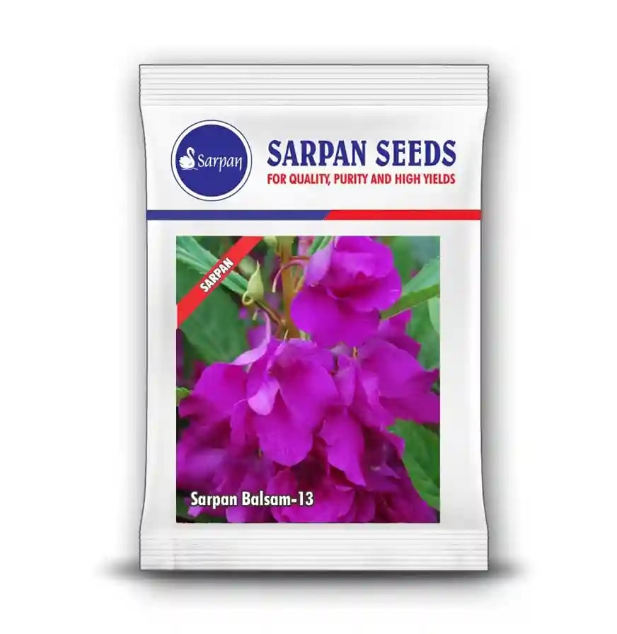 Sarpan Balsam-13, Dark Violet Double Flowers, Best For Terrace Gardening, Good for Bedding