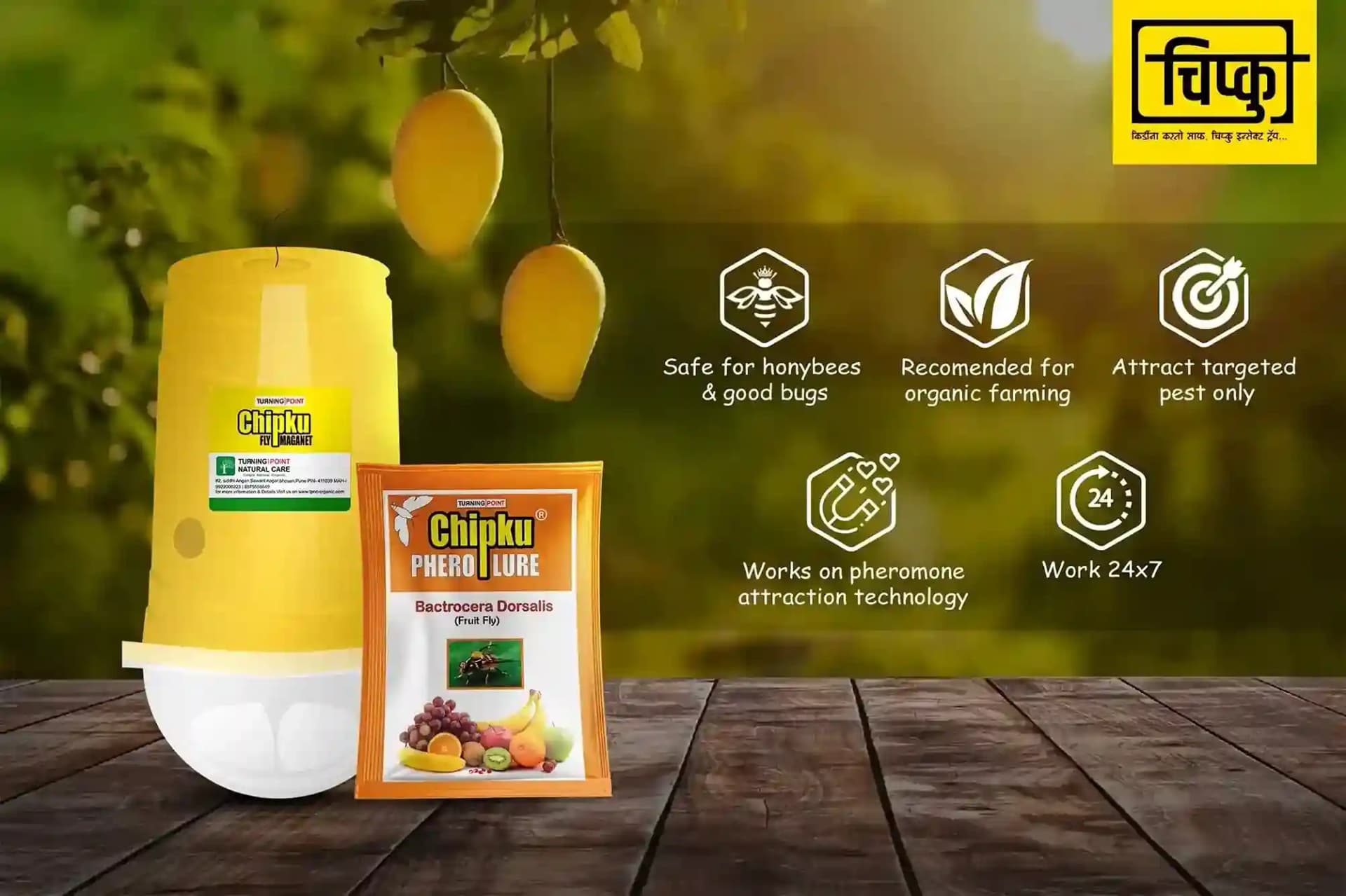 Chipku - Pheromone Glass Trap with Fruit Fly Lure (Bactrocera Dorsalis) For Papaya, Banana, Bitter Melon, Citrus, Coffee, Guava, Peppers, Mango - Image 5