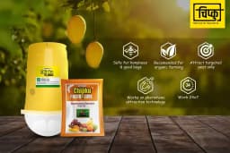 चिपकू - फ्रूट फ्लाई ल्यूर के साथ फेरोमोन इको ट्रैप (बैक्ट्रोसेरा डोर्सलिस) पपीता, केला, करेला, खट्टे फल, कॉफी, अमरूद, मिर्च, आम के लिए. 5