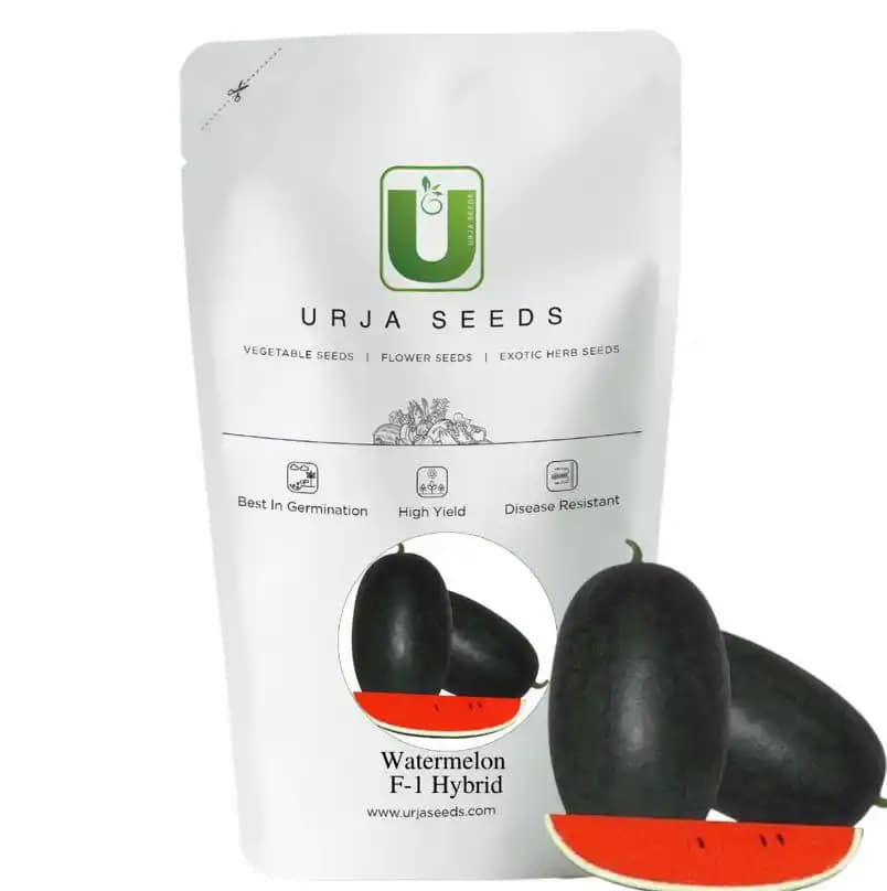 Urja US 20011 F1 Hybrid Watermelon Seeds, Oblong Shape and Dark Green In Color - Image 1