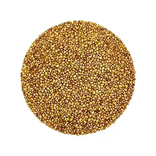 SK ORGANIC Clover Seeds (Barseem Seeds) For Microgreens Sprouting and Cultivation (Multicut Grass) - Image 3