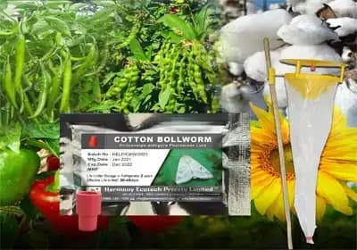 ACTIVE IPM Funnel Trap + Helicoverpa Armigera Pheromone Lure, Pest Control Tool for Cotton Bollworm