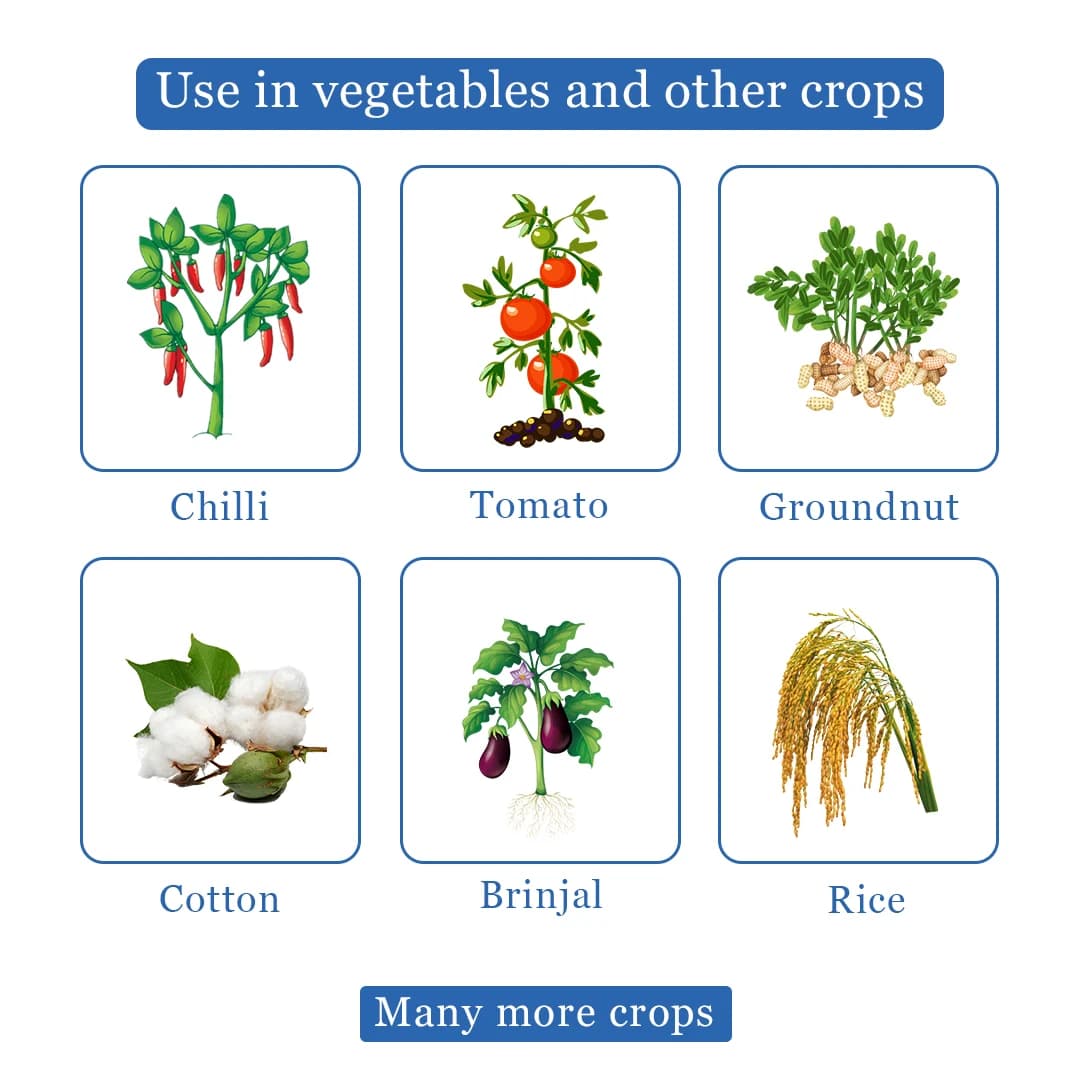 Texan PW - Thiamethoxam 70% WS Systemic Insecticide, To Control Aphids, Jassids, Thrips, and Whiteflies - Image 4