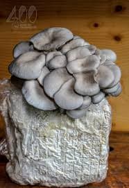 Shriyap Grey Oyster mushroom Seeds , Ready to Fruit Mushroom Block, Unique And Useful. - Image 2