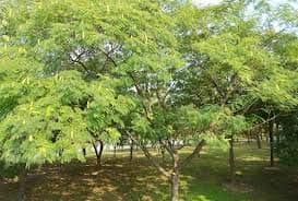 पायनियर एग्रो अल्बिज़िया ओडोरेटिसिमा (सिला वागाई) वृक्ष बीज, 100% प्राकृतिक बीज - Image 2