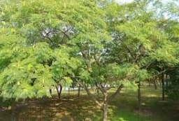 Pioneer Agro Albizia Odoratissima (Sila Vaagai) Tree Seed, 100% Natural Seeds. 2