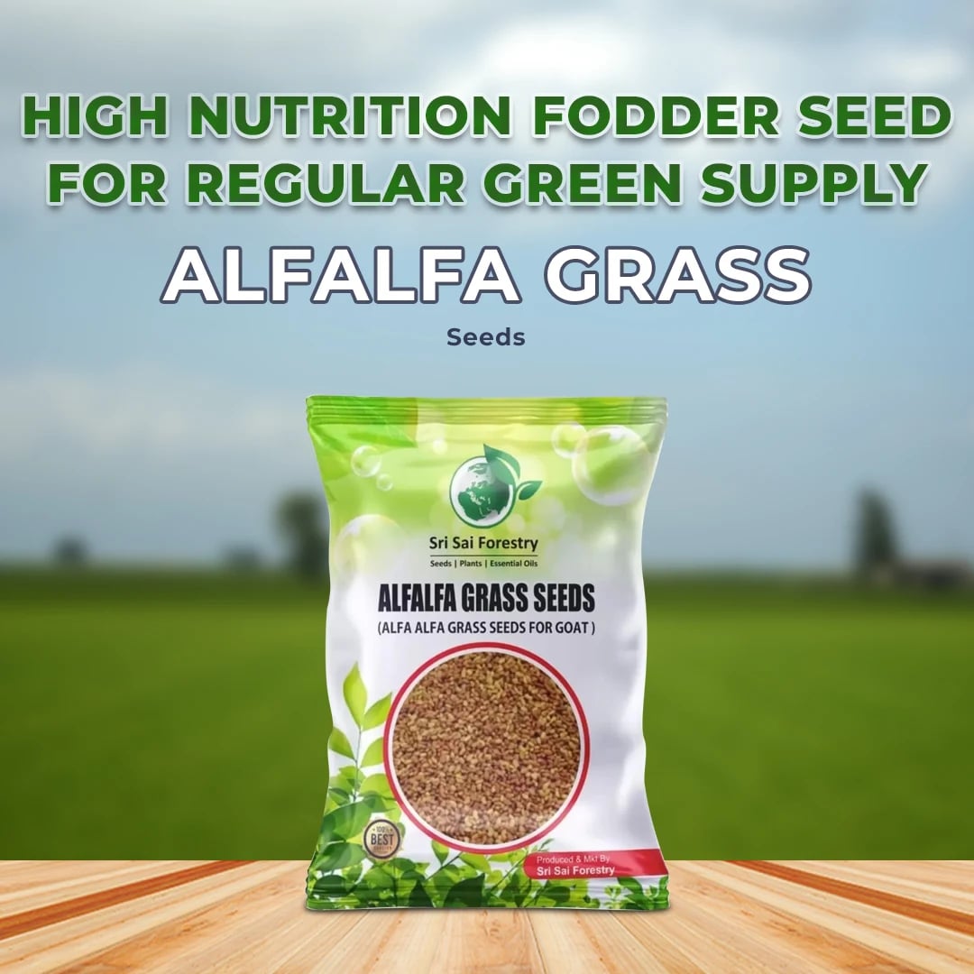 Sri Sai Forestry Alfalfa Seeds - (Medicago Sativa) Fodder, Soil Erosion Control