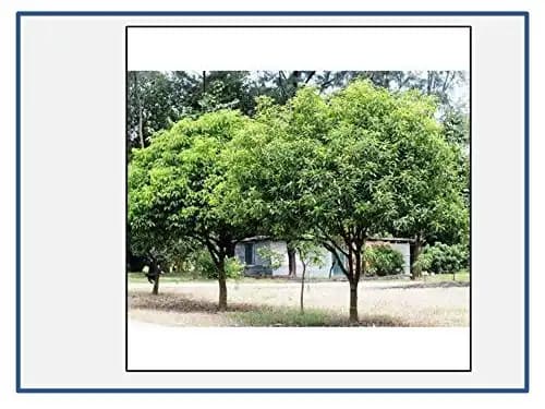 RK Seeds - Mimusops Elengi, Bullet Wood, Indian Medlar Elengi, Thick Shade Tree, Bakul Tree Seeds, For Growing , Maulsari, Spanish Cherry for planting - Image 3