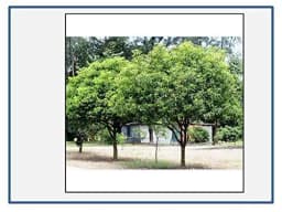 RK Seeds - Mimusops Elengi, Bullet Wood, Indian Medlar Elengi, Thick Shade Tree, Bakul Tree Seeds, For Growing , Maulsari, Spanish Cherry for planting 3