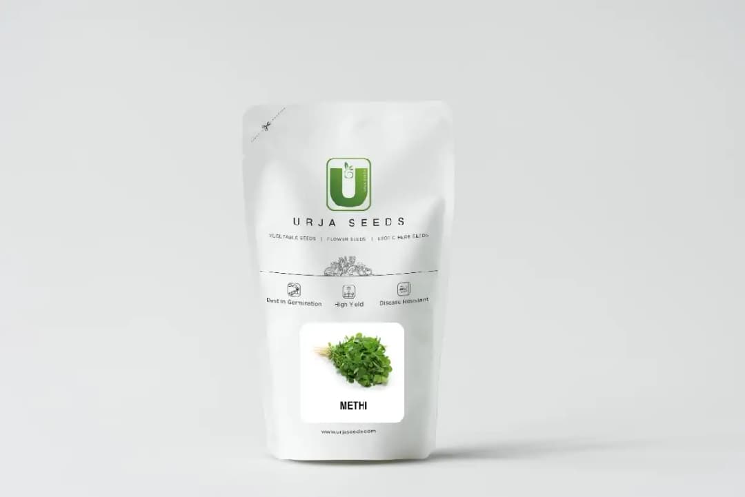 Urja Agriculture Methi, Fenugreek Seeds, Quick Growing Short 8 to 10 Inches Tall Plants - Image 2