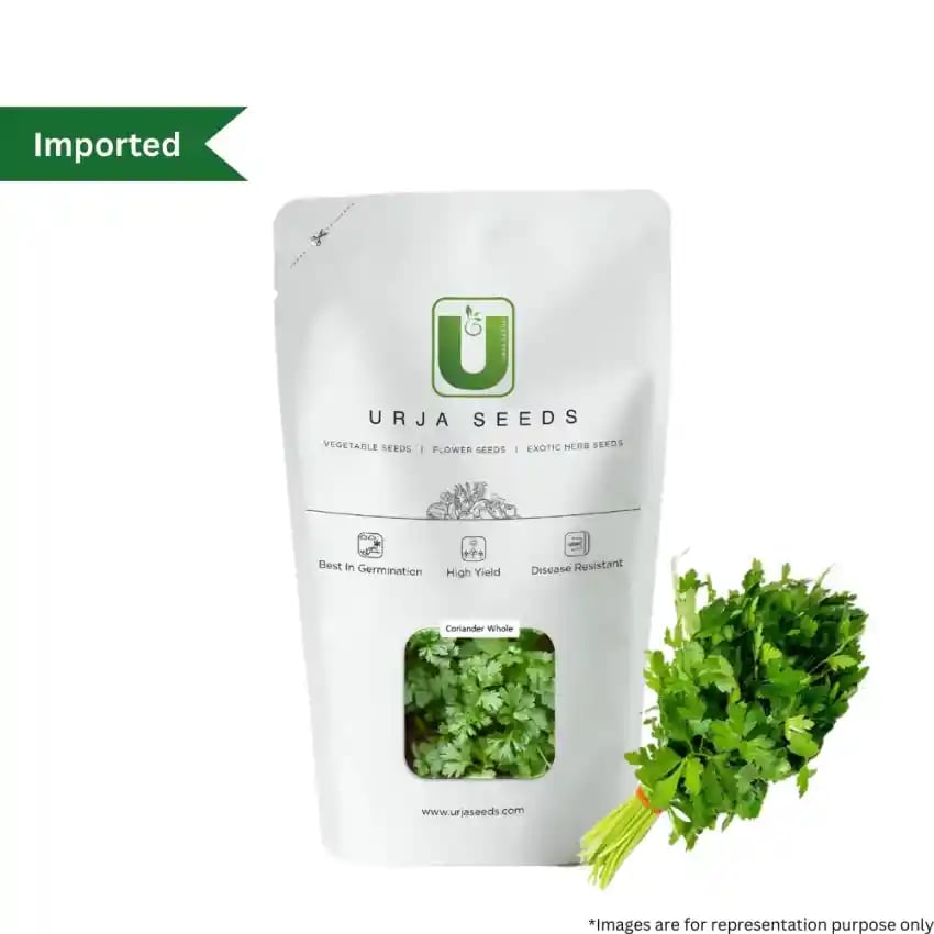 Urja Whole Coriander Imported Seeds, Broad Leaved Plant And Used As Culinary Herb