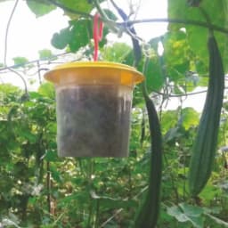 Barrix Catch Vegetable Fly Trap Set, Pheromones Trap and Lure, Easy to assemble And Use. Imported Para Pheromone Lure, Bactrocera Cucurbitae 3