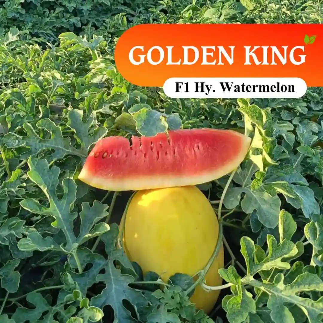 Sagar Golden King F1 Watermelon Seeds, Dark Yellow Skin, Deep Red Flesh And High Yield - Image 3