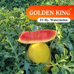 Sagar Golden King F1 Watermelon Seeds, Dark Yellow Skin, Deep Red Flesh And High Yield 3