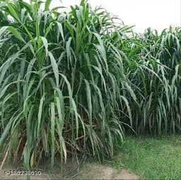 Sri Sai Forestry King Napier Australian Napier Grass Seeds, Elephant Grass Seed 4