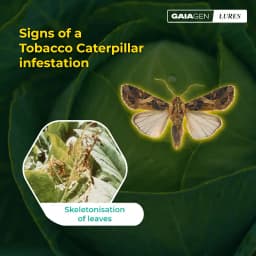 Gaiagen Tobacco Caterpillar (Spodoptera Litura) Pheromone Lure And Insect Funnel Traps, IMO Certified. 7